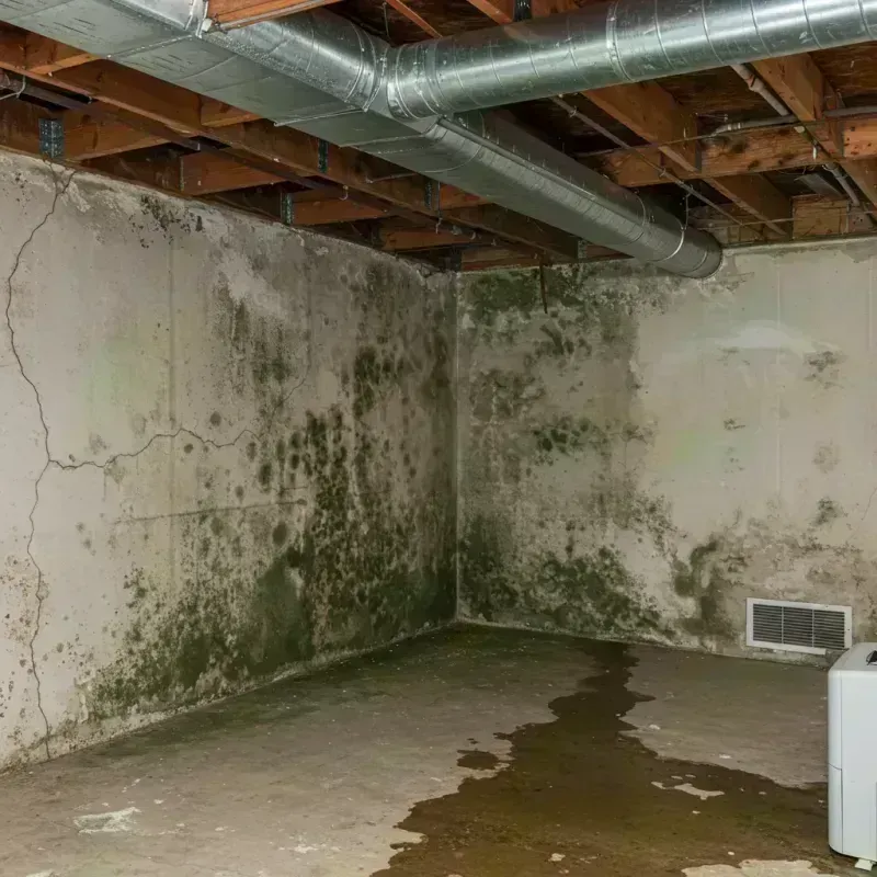 Professional Mold Removal in Southern View, IL